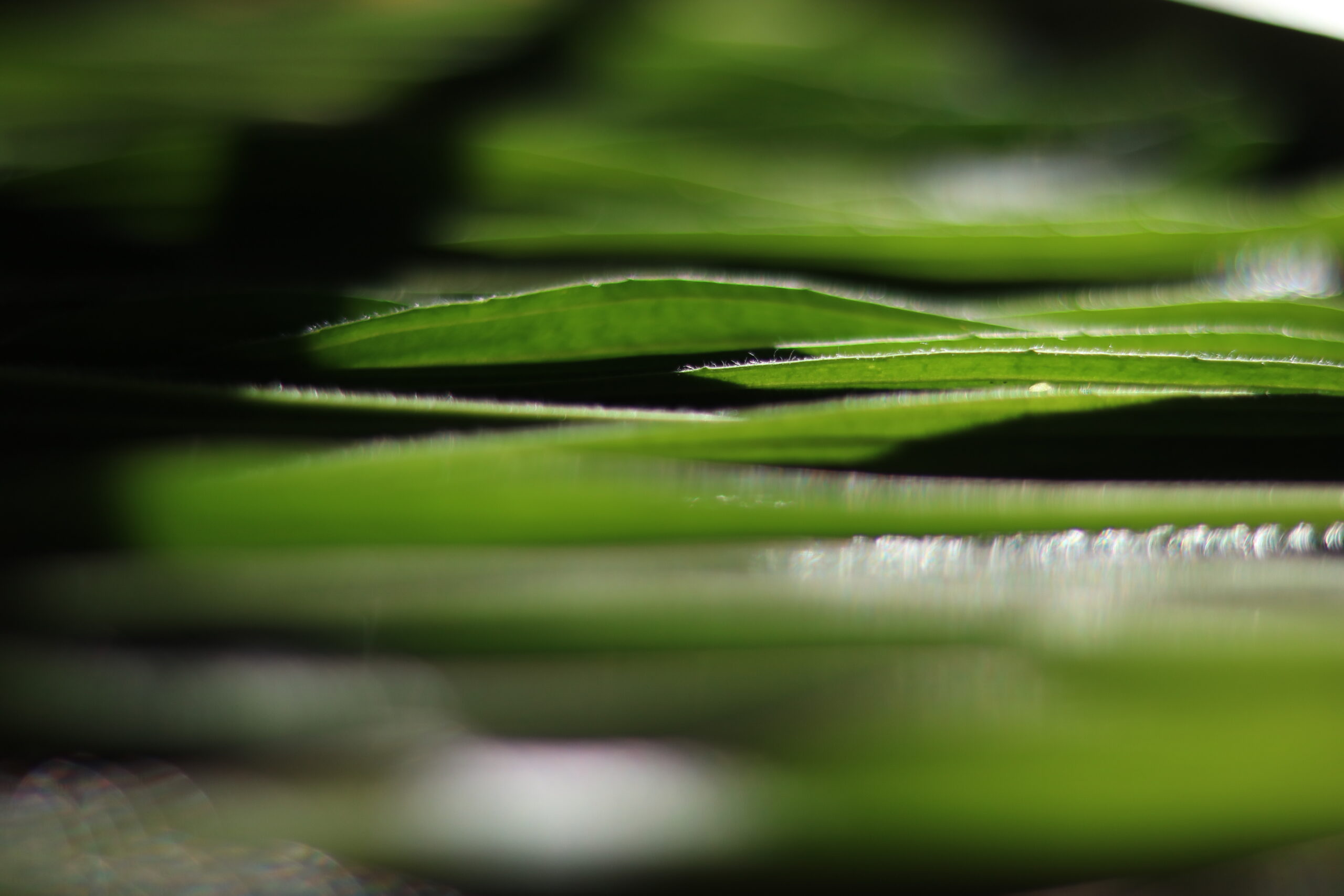 plantes medicinales