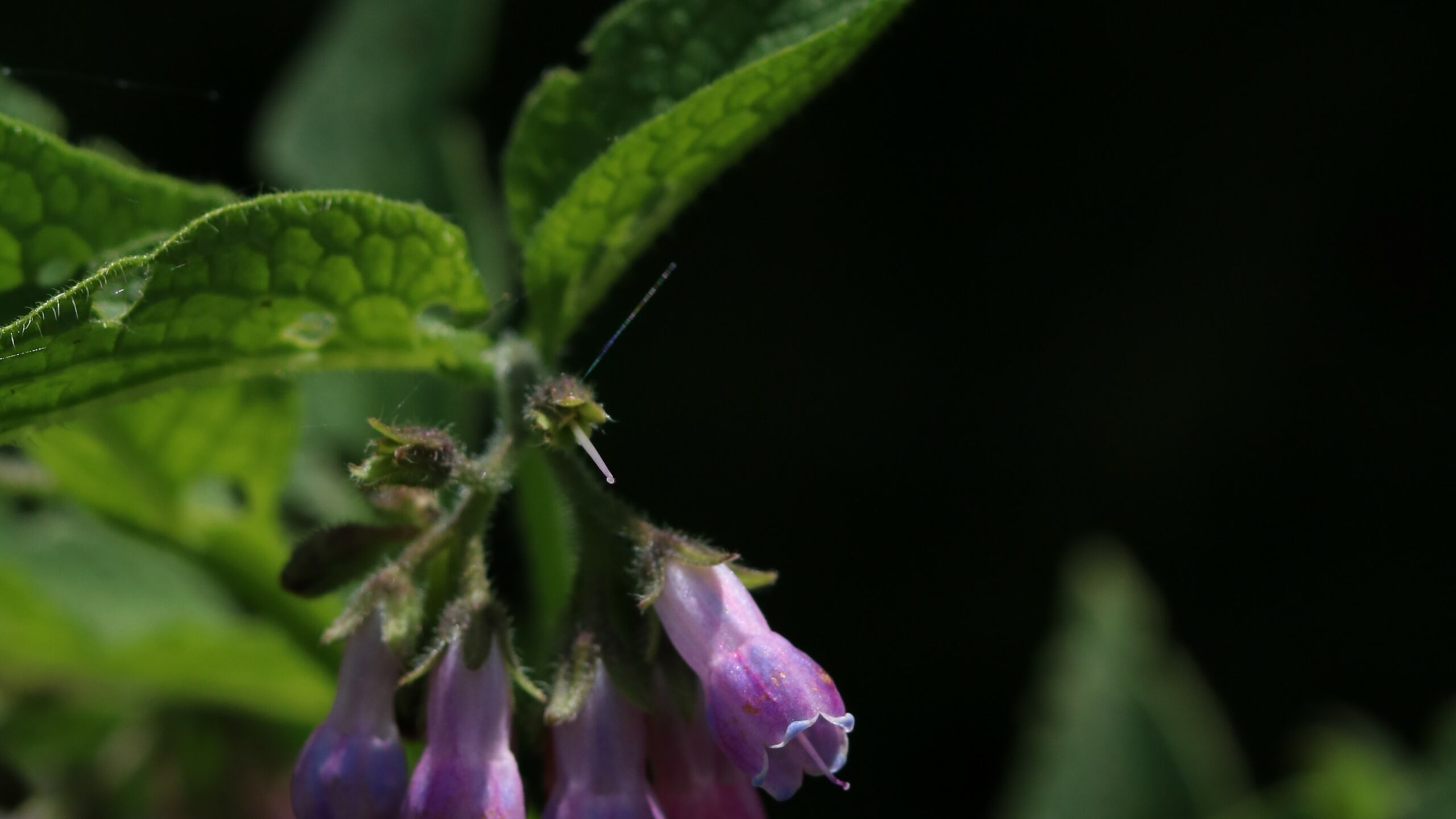 plantes medicinales