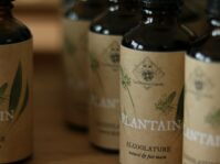 alcoolature plantain