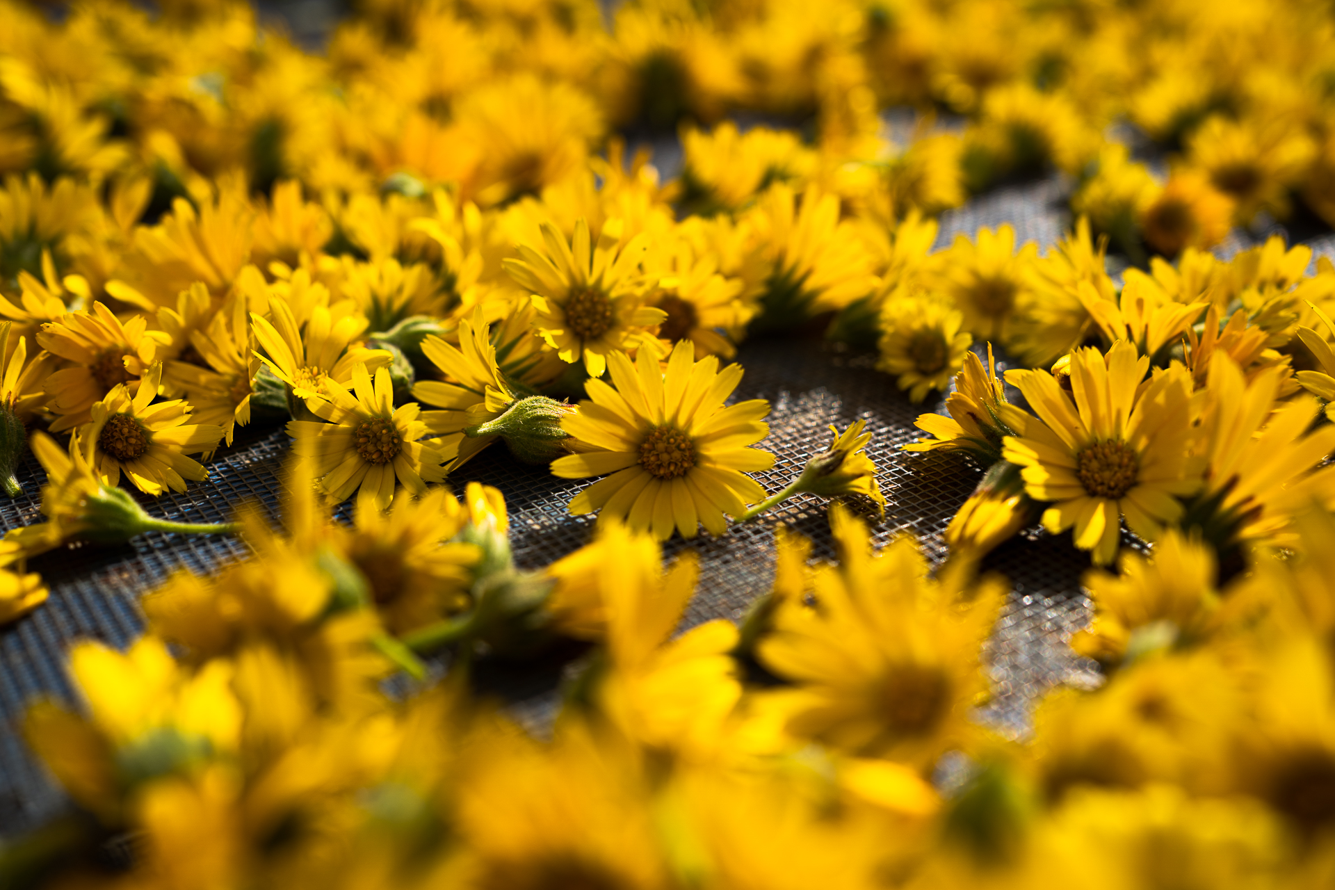 calendula