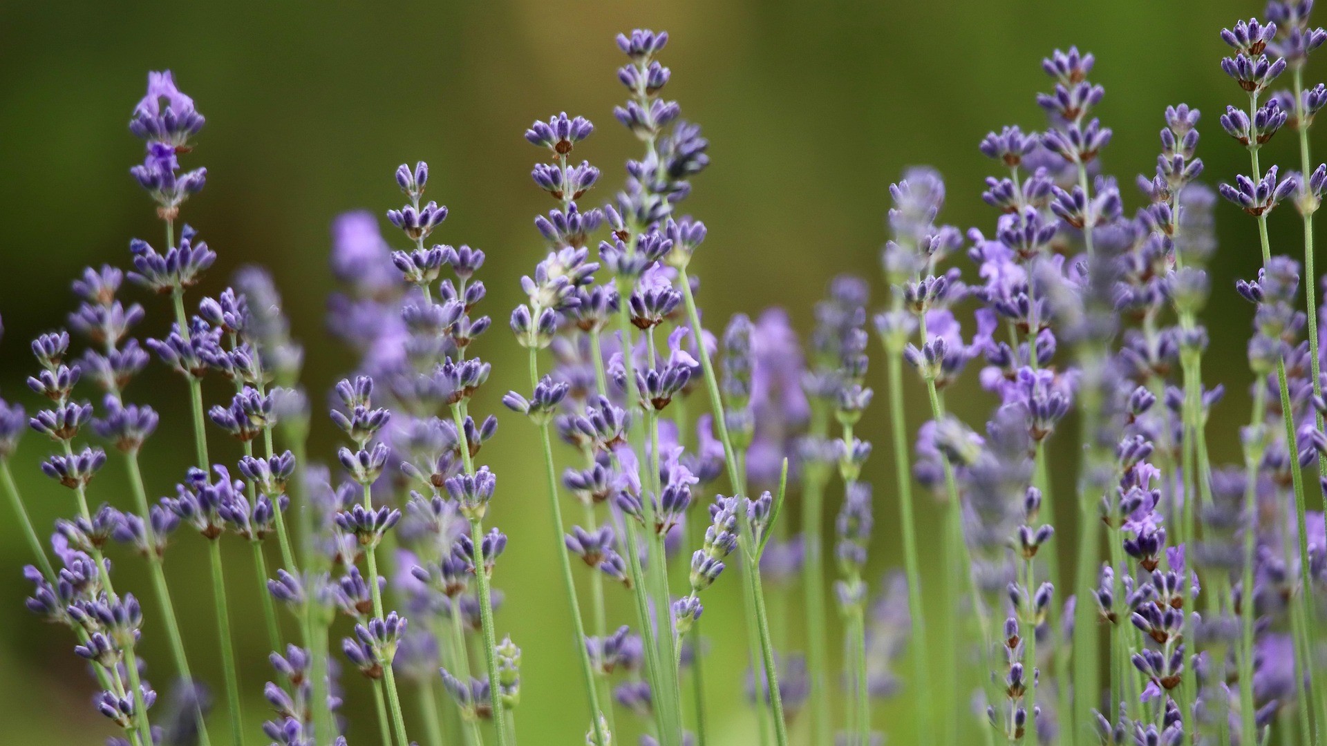 plantes medicinales