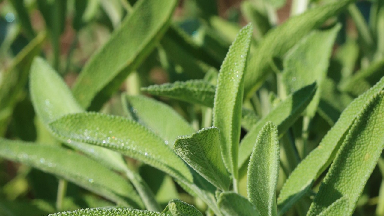 plantes medicinales